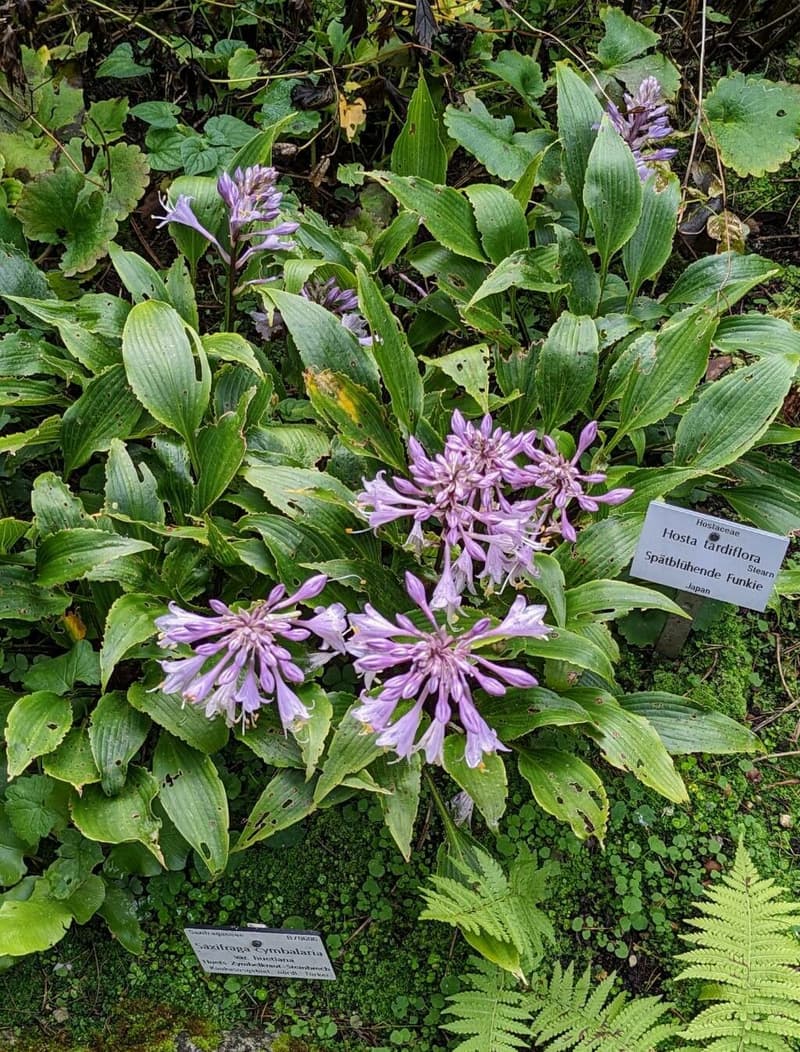 habit image