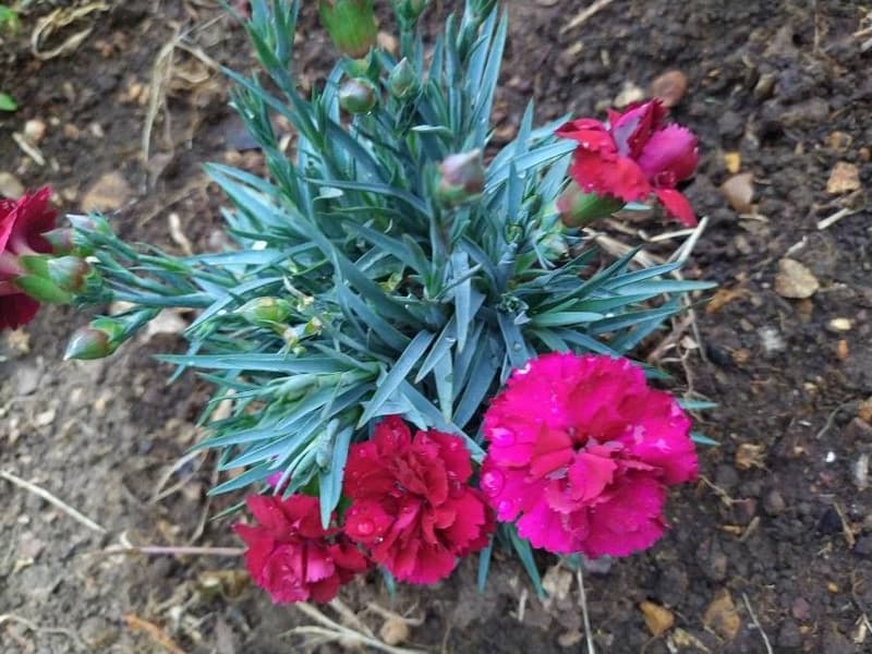 habit image