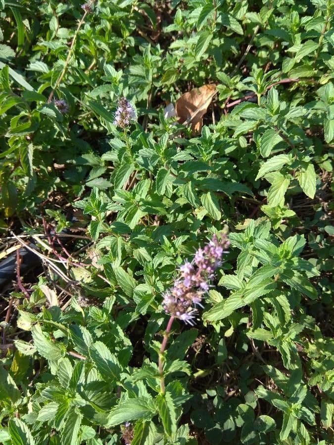 habit image