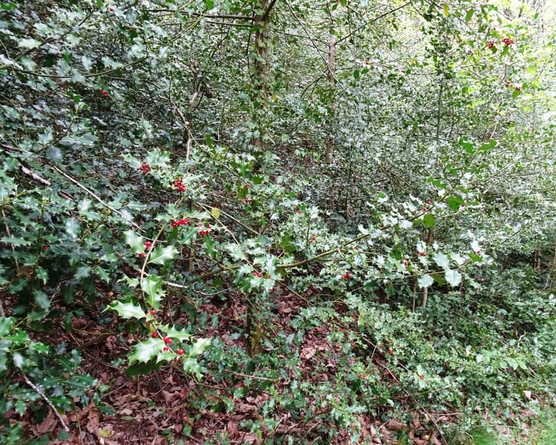 habit image