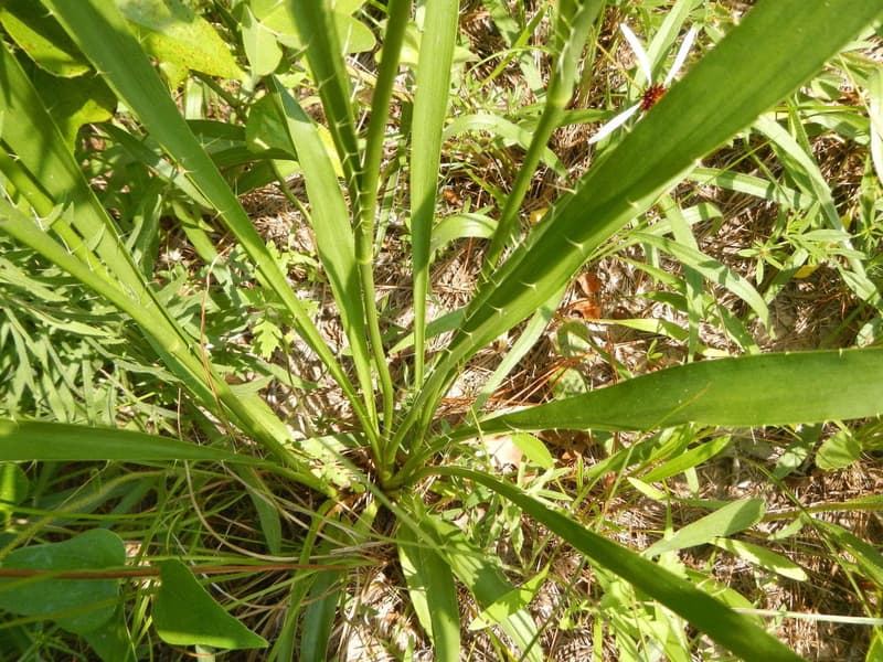 habit image