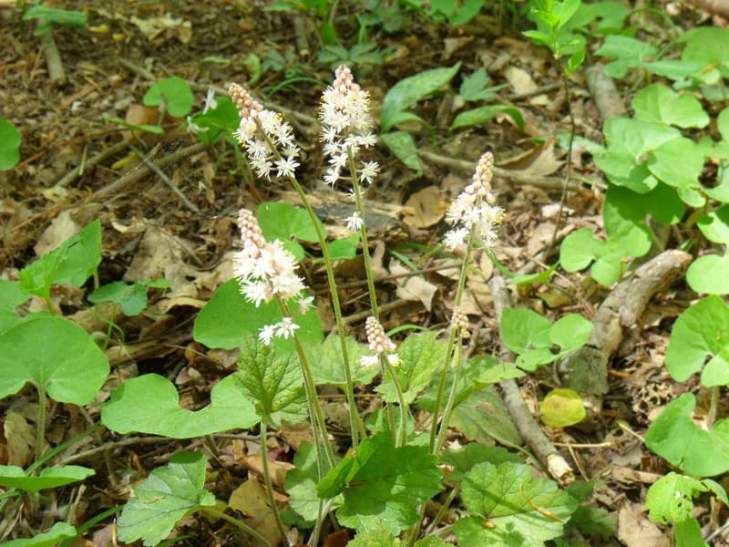 habit image