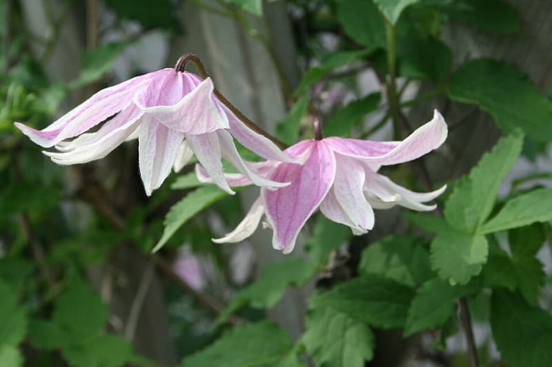 Klematis 'Propertius'