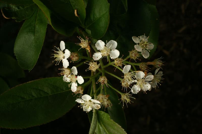 habit image
