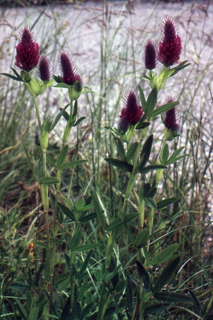 habit image