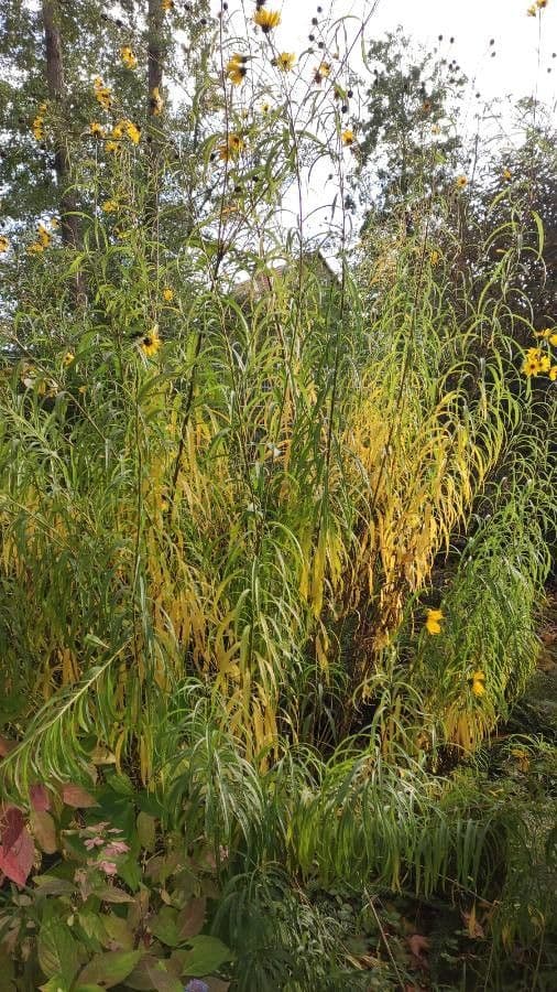 habit image