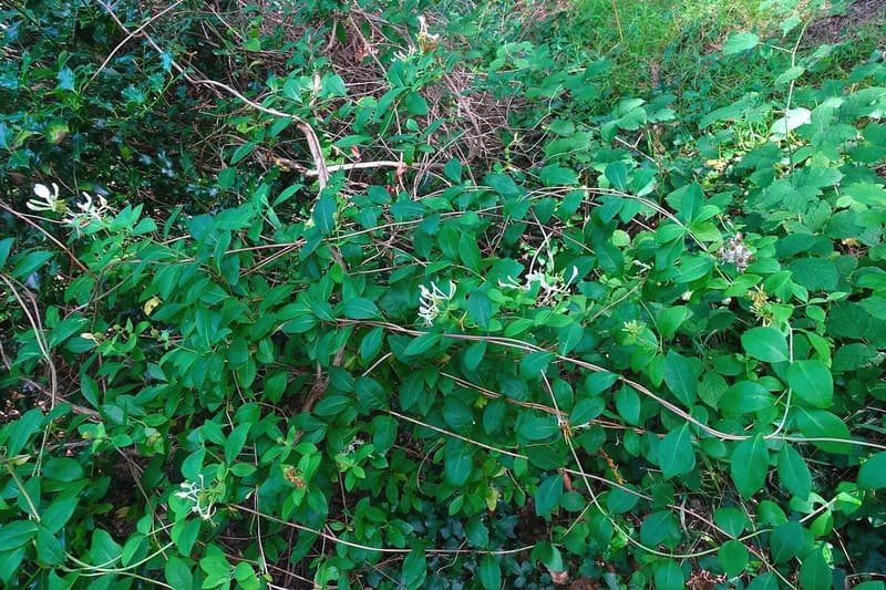 habit image