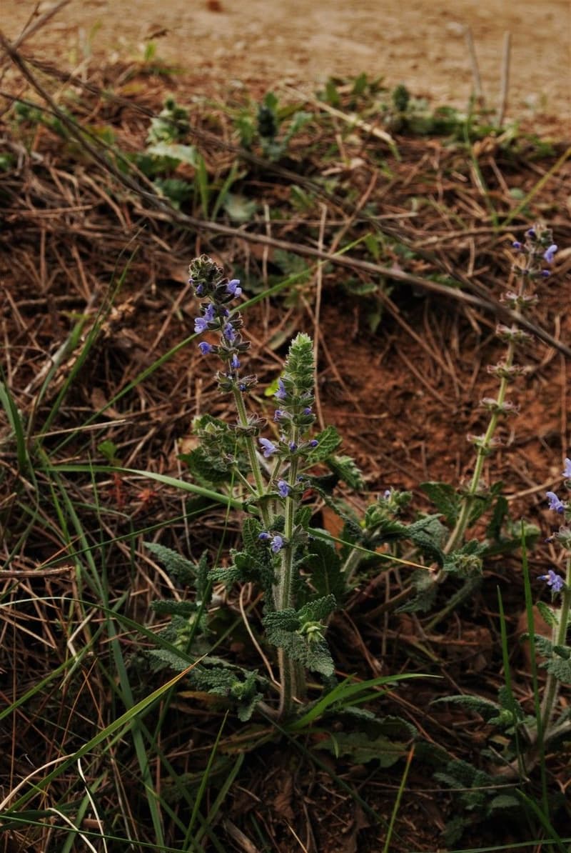 habit image