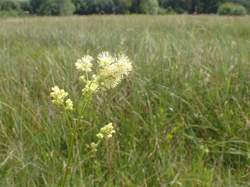 habit image