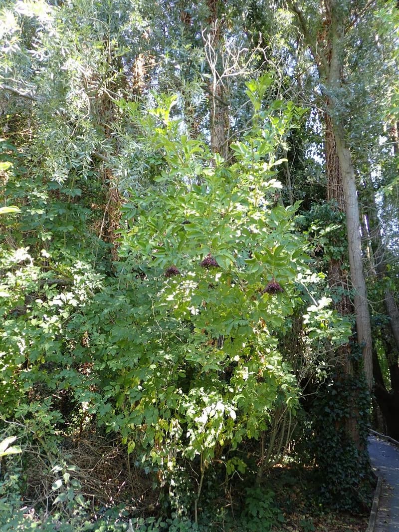 habit image