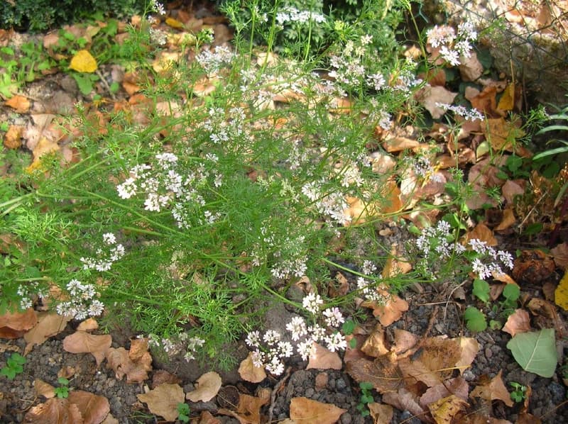 habit image
