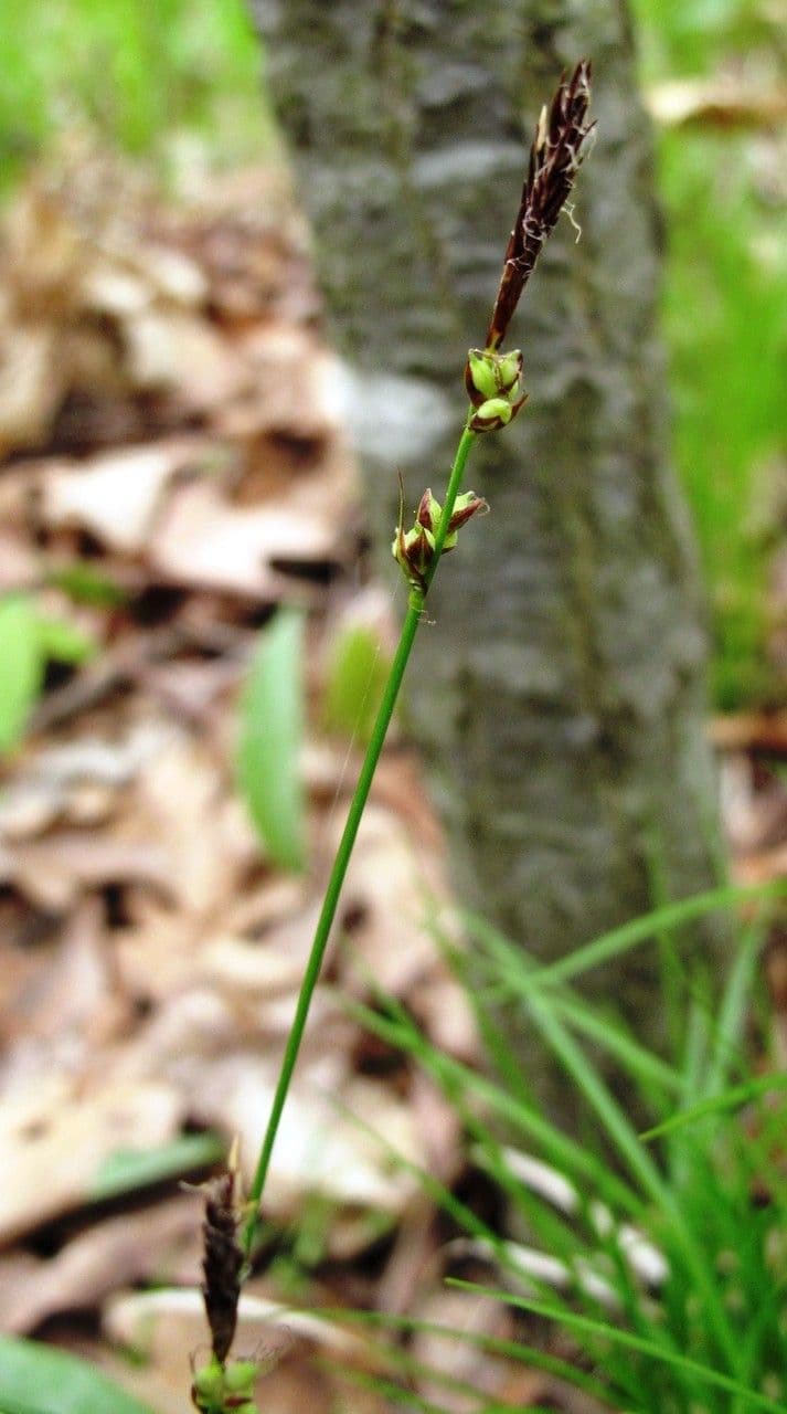 habit image