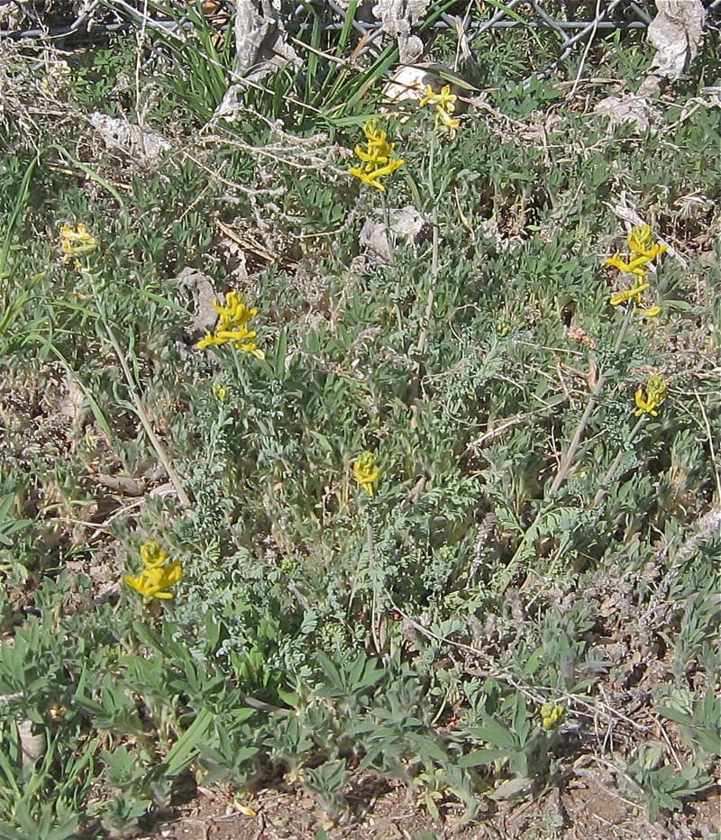 habit image