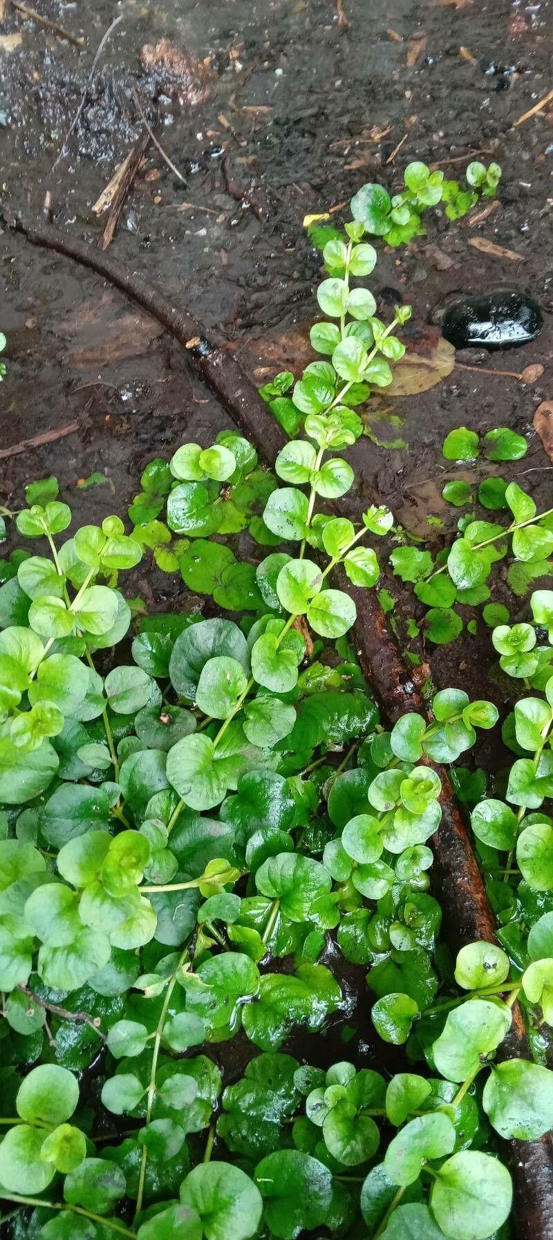 habit image