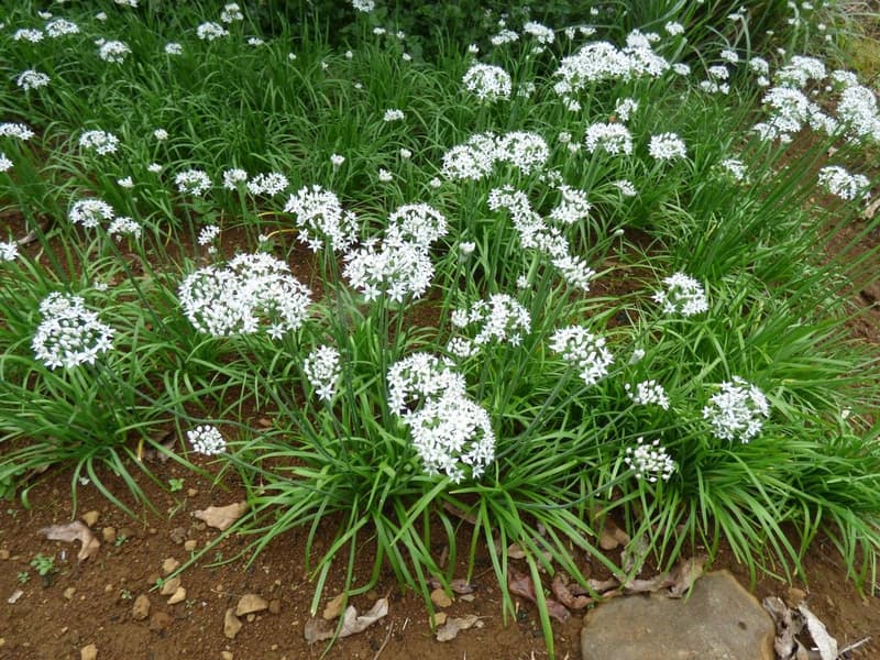 habit image