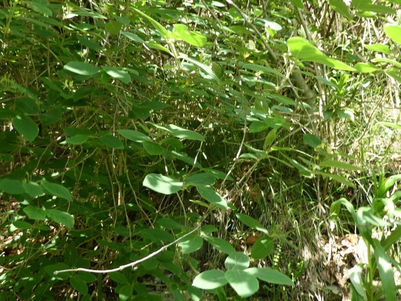habit image