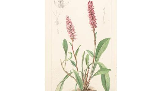 habit image