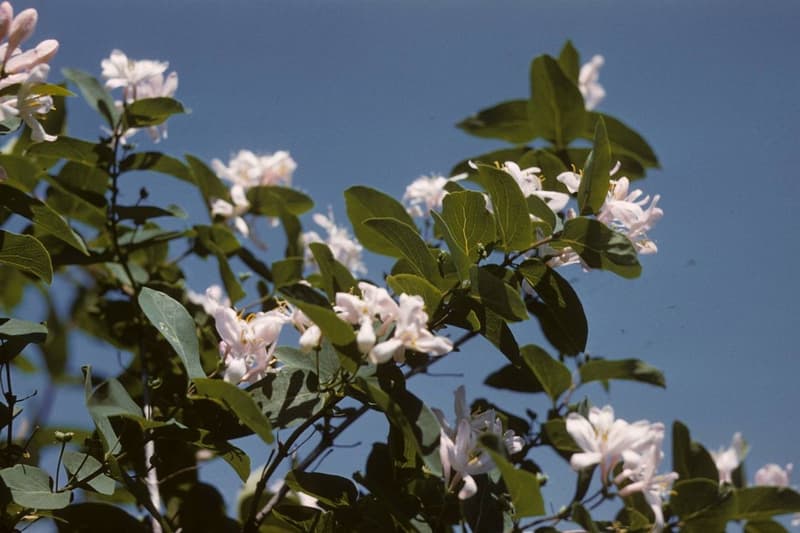 habit image