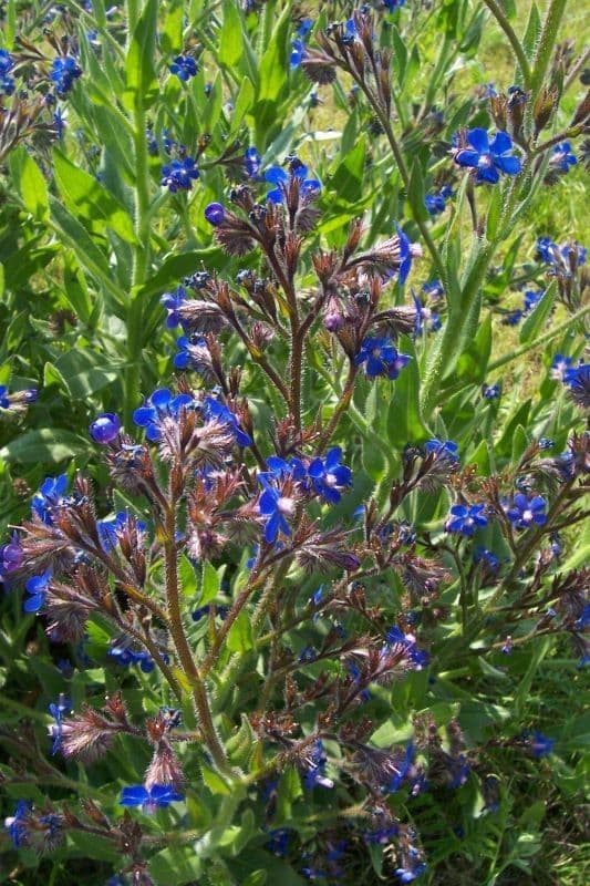 habit image