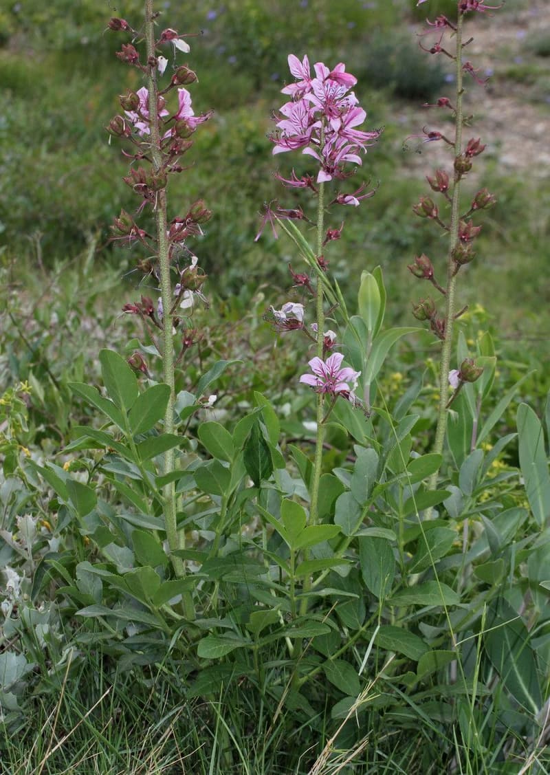 habit image