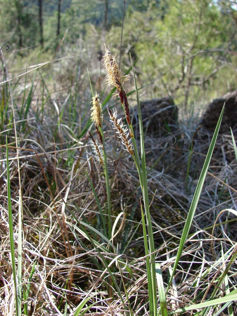 habit image