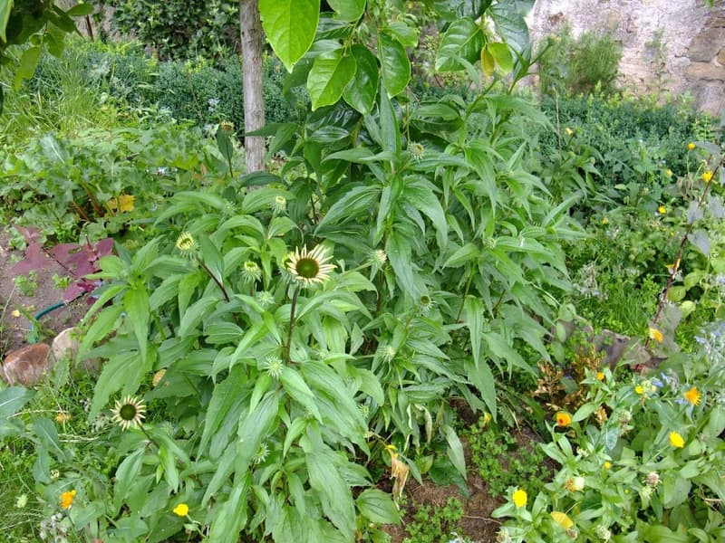 habit image