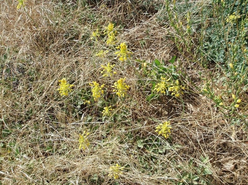 habit image