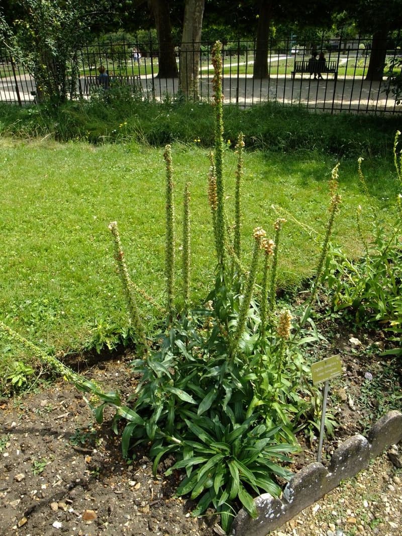 habit image