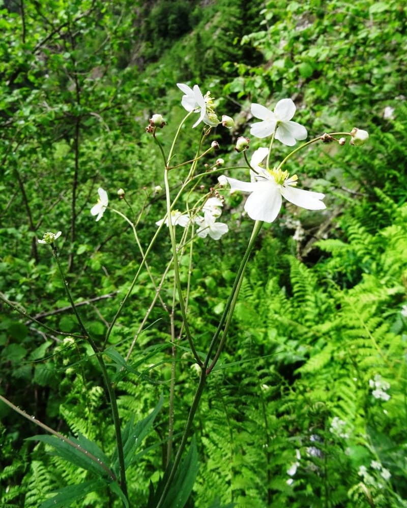 habit image