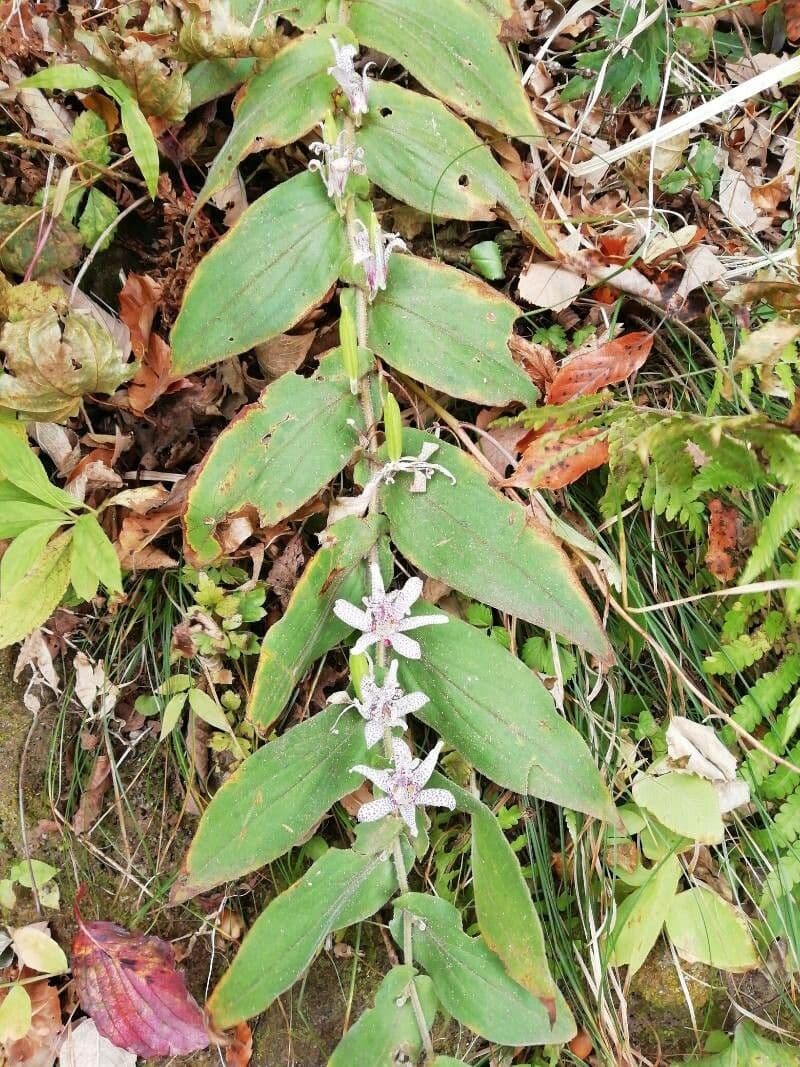 habit image