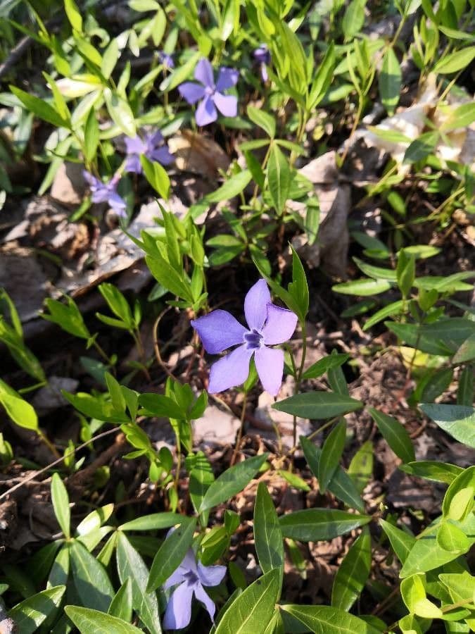 habit image