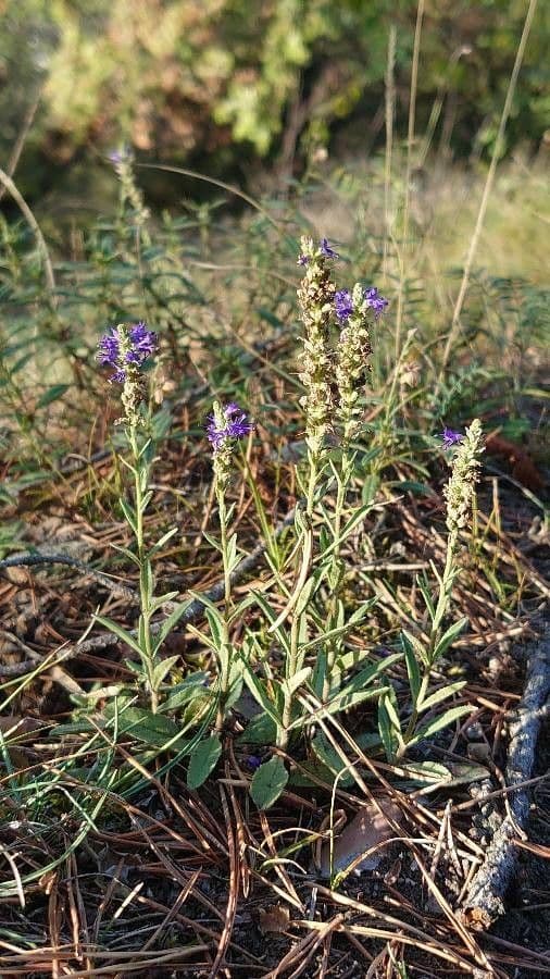 habit image