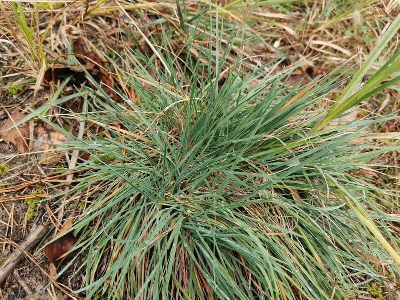 habit image