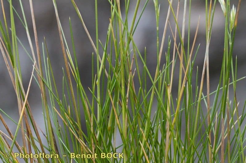 habit image
