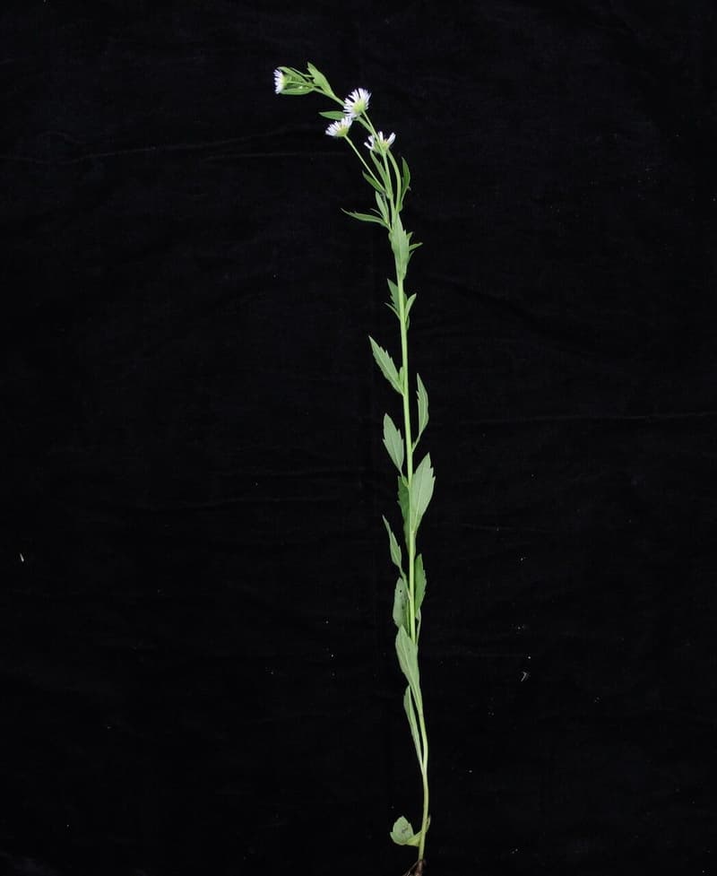habit image