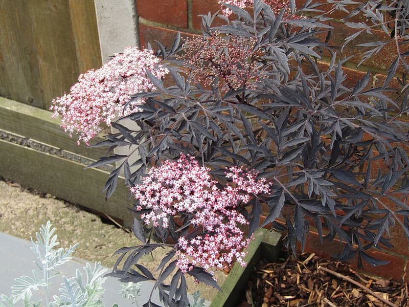 Kolforn (Wikimedia), CC BY-SA 4.0 <https://creativecommons.org/licenses/by-sa/4.0>, via Wikimedia Commons