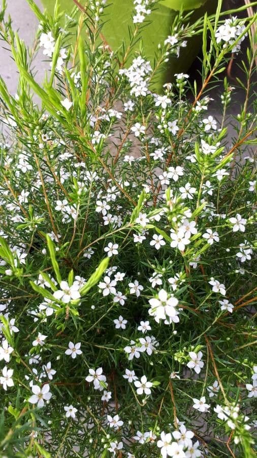 habit image