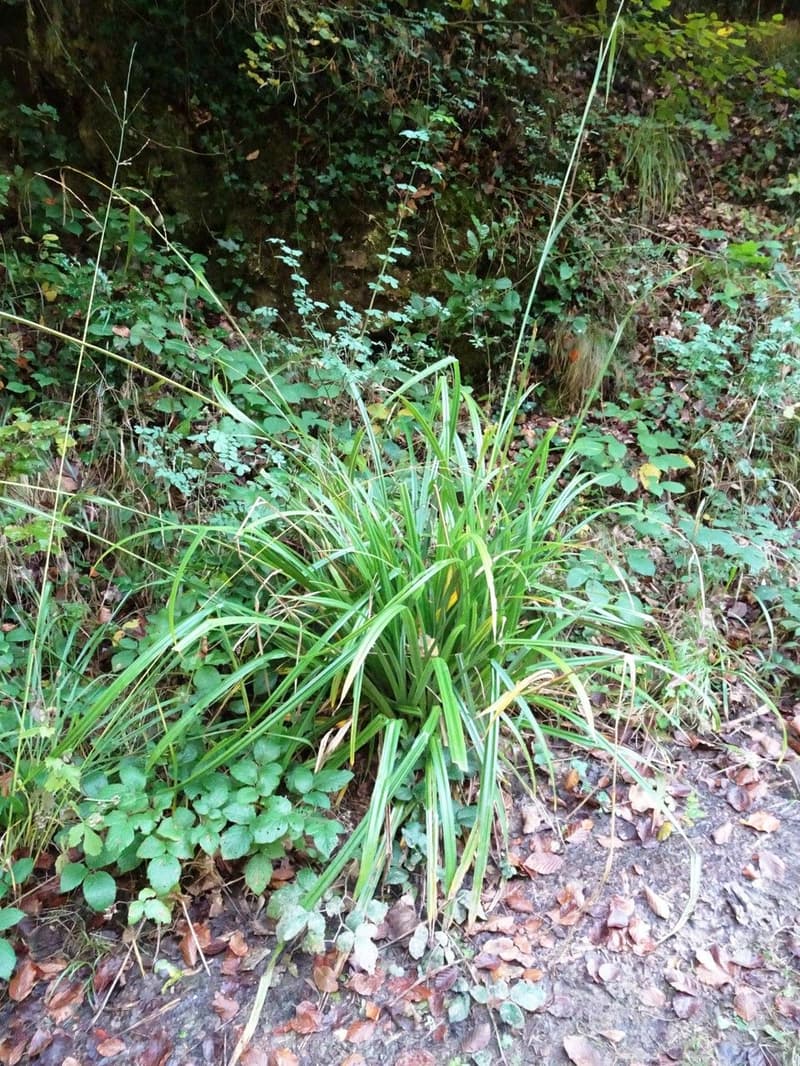 habit image