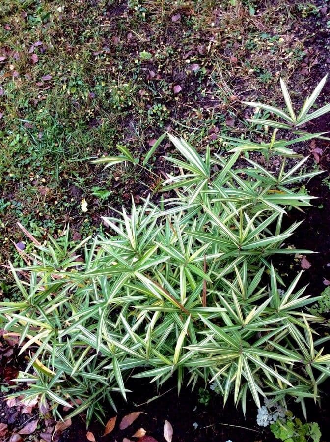 habit image