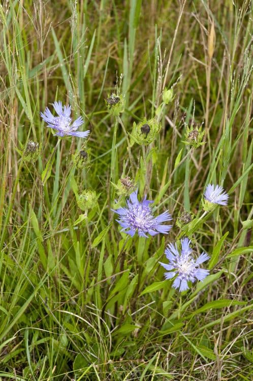 habit image