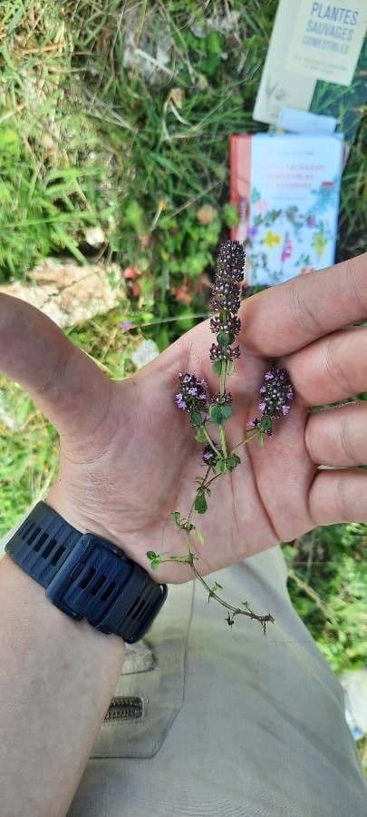 habit image