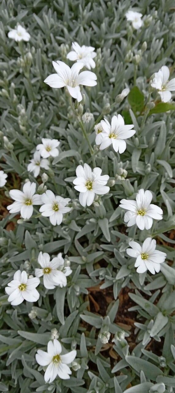 habit image