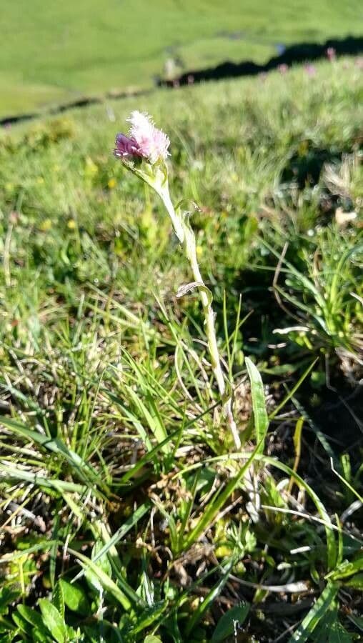habit image