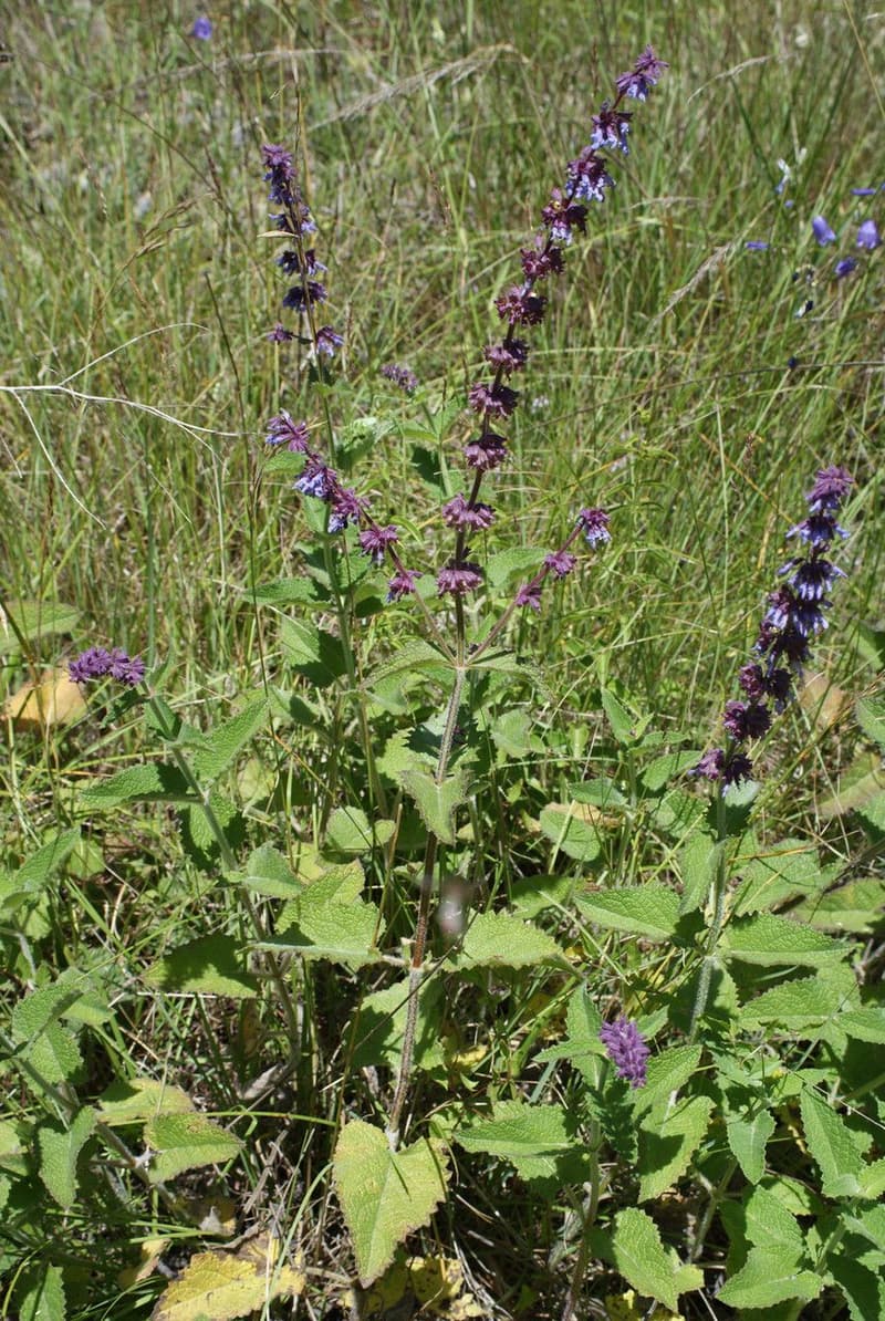 habit image