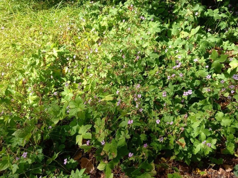 habit image