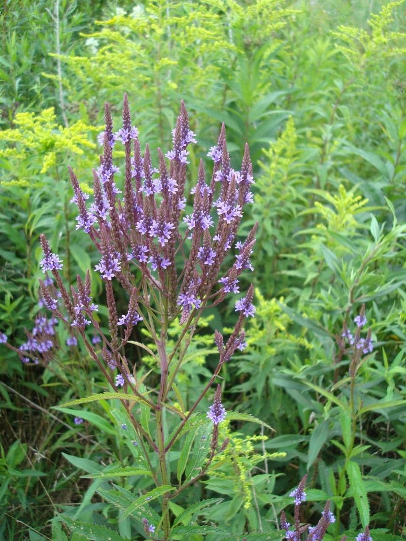 habit image