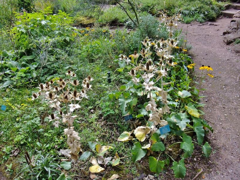 habit image