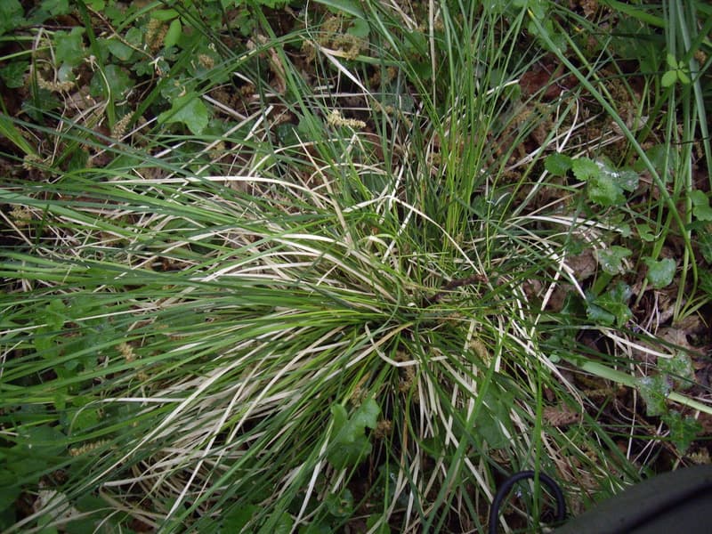 habit image