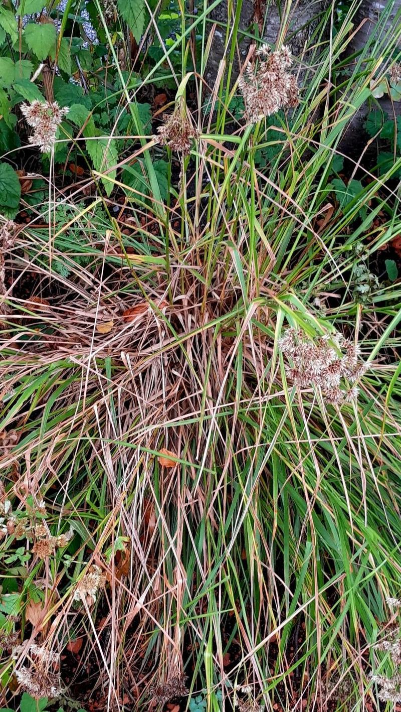 habit image